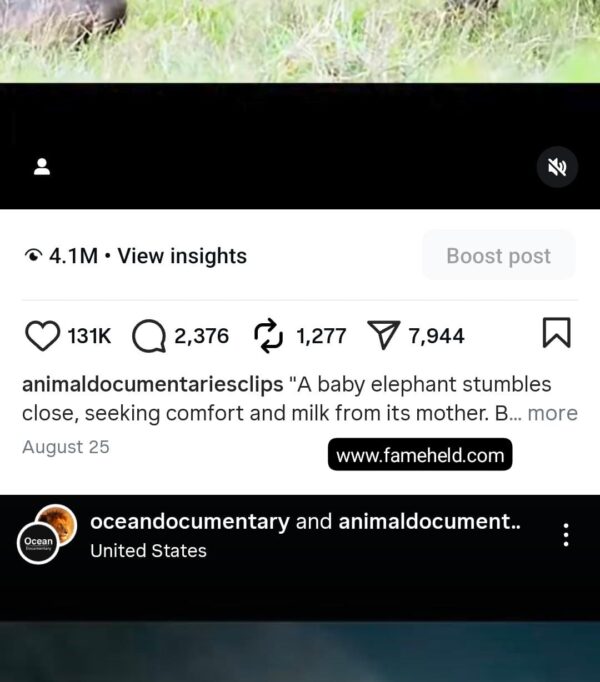379k animals - Image 5
