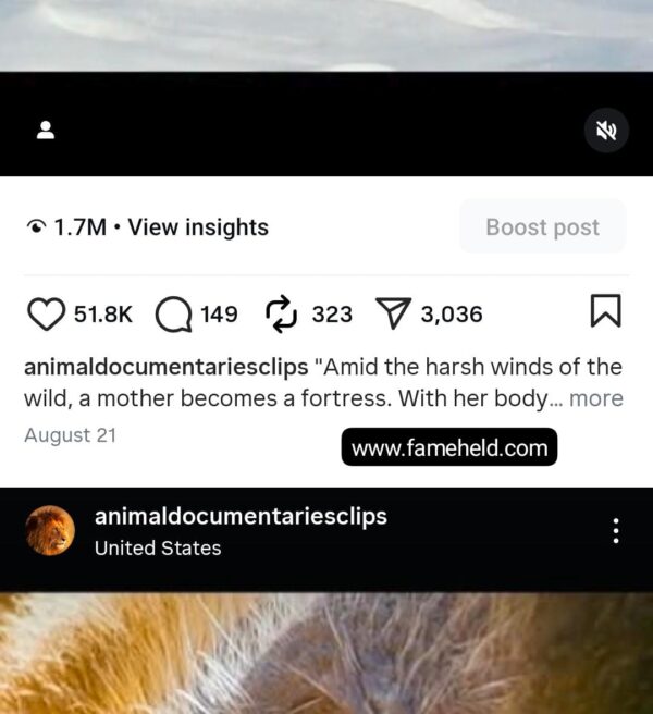 379k animals - Image 6